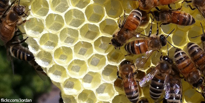 5 принципов жизнедеятельности пчелиного улья | Большие Идеи