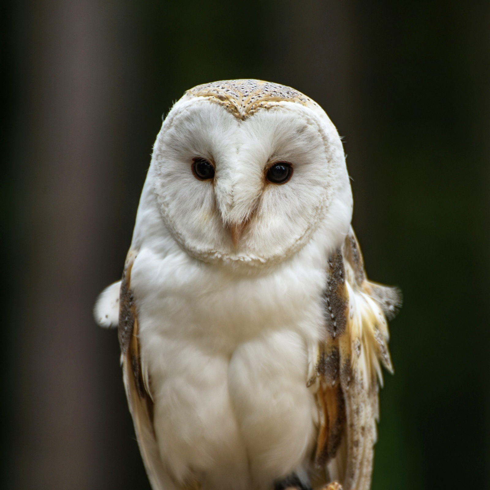 Идеи для лидера: как ИИ истощает мозг сотрудников и что делать с FOMU