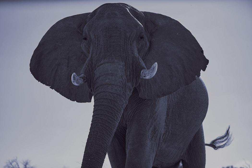 «Осторожно, черный слон!»: что делать с катастрофой, о которой никто не хочет думать