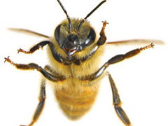 Социальные сети: учиться у пчел