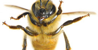Социальные сети: учиться у пчел