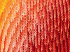 В разведку с HR-директором