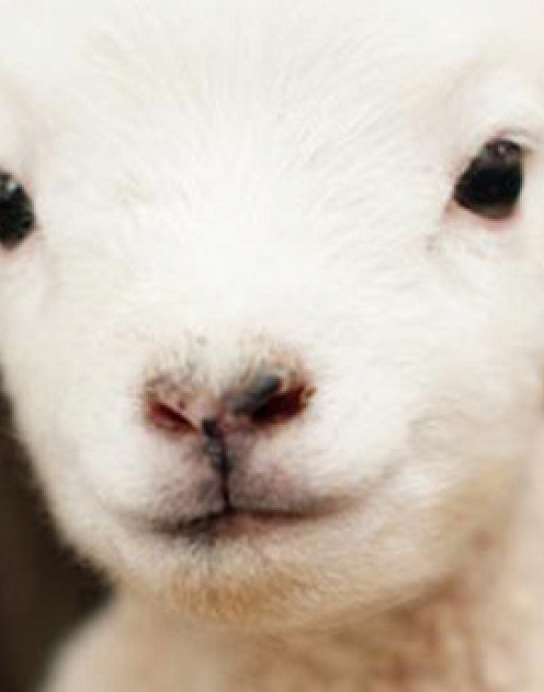 Чтобы вам доверяли, станьте чуточку добрее