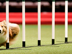 Как провести подвижную маркетинговую кампанию