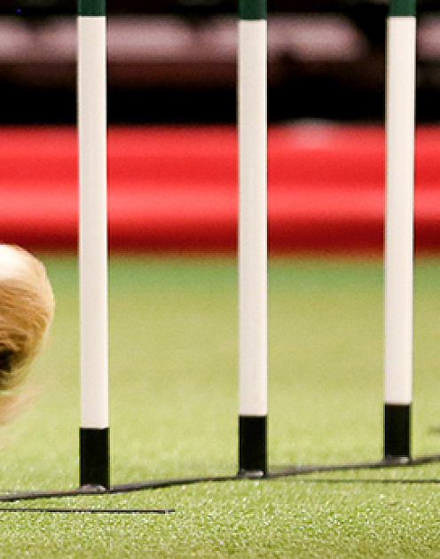 Как провести подвижную маркетинговую кампанию