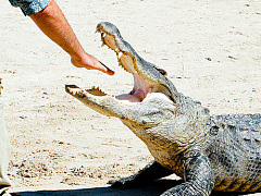 Откуда берется самонадеянность и в чем ее опасность?