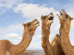 «Вы не в клубе»: почему мужчин повышают, а женщин нет