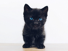 Что делать, если ваш лучший сотрудник — неисправимый хам