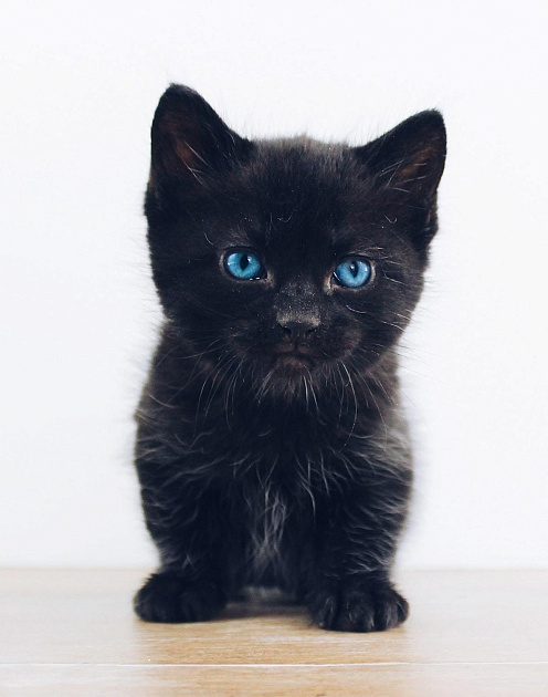 Что делать, если ваш лучший сотрудник — неисправимый хам