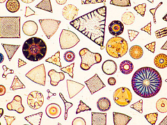 6 типов лидерства в разных культурах