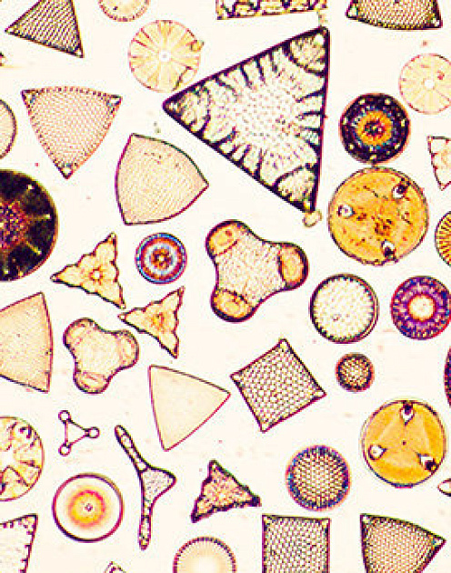 6 типов лидерства в разных культурах