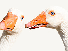 Офисные сплетни: инструкция по пресечению