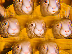 «Обмани императора, чтобы переплыть море» 