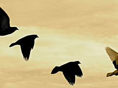 Руководитель, создающий гармонию