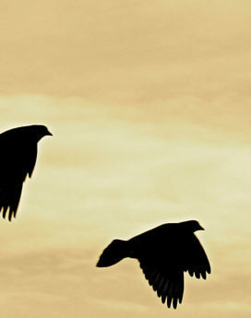 Руководитель, создающий гармонию