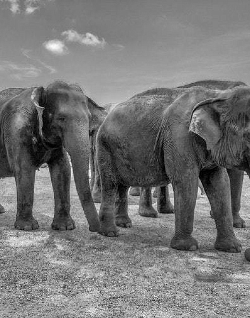 Они не танцуют: почему не все компании в России быстрые и успешные