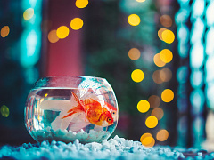 Опять удаленка: советы всем, кто вынужден жить и работать в условиях самоизоляции