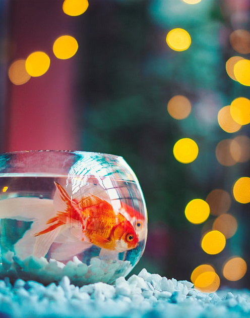 Опять удаленка: советы всем, кто вынужден жить и работать в условиях самоизоляции