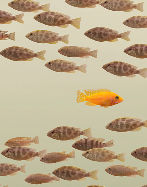 Провал, еще провал: как менять компанию, которая не меняется