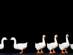 Нездоровый разговор: чем опасны частные обсуждения дел компании