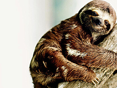 Лень в помощь: используйте ее, чтобы влиять на людей