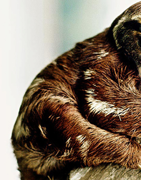 Лень в помощь: используйте ее, чтобы влиять на людей