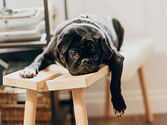 Zoom-усталость: что это и как с ней бороться?