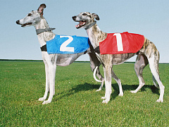 Время (не)первых: как стартап может упустить свой шанс во время питча