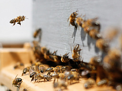 Как устроено лидерство у насекомых и млекопитающих?