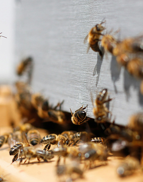 Как устроено лидерство у насекомых и млекопитающих?