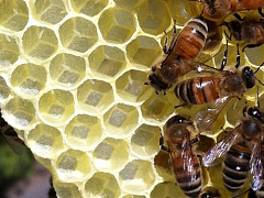 5 принципов жизнедеятельности пчелиного улья