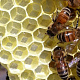 5 принципов жизнедеятельности пчелиного улья