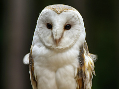 Идеи для лидера: как ИИ истощает мозг сотрудников и что делать с FOMU