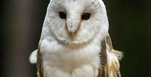 Идеи для лидера: как ИИ истощает мозг сотрудников и что делать с FOMU