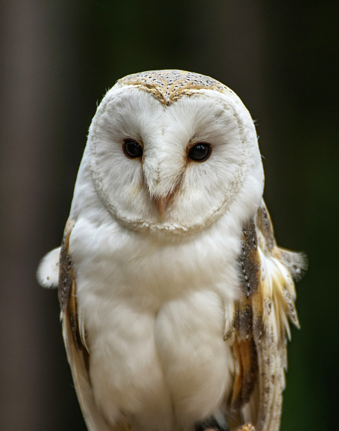 Идеи для лидера: как ИИ истощает мозг сотрудников и что делать с FOMU