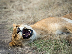 Почему невыспавшиеся руководители никому не нужны