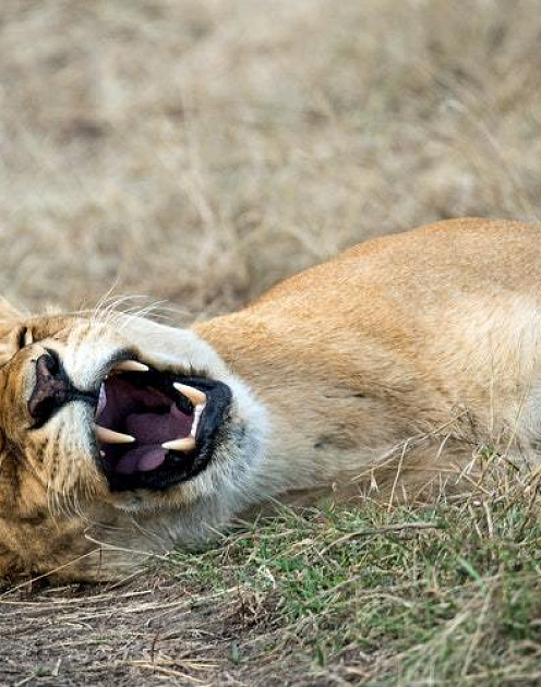 Почему невыспавшиеся руководители никому не нужны