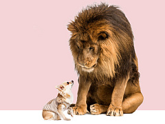 Как сказать «нет» на собеседовании