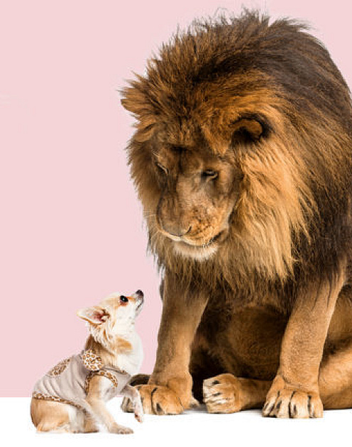 Как сказать «нет» на собеседовании