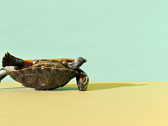 Четыре ловушки мотивации