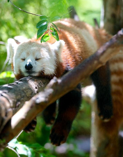 Что делать, если ваш коллега халтурит