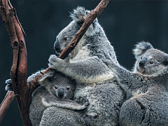 Выживание на свободном рынке: о чем мечтают сотрудники с детьми