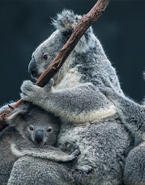 Выживание на свободном рынке: о чем мечтают сотрудники с детьми