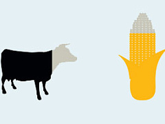 Больше яблок, меньше кукурузы