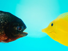 Почему руководители не умеют критиковать