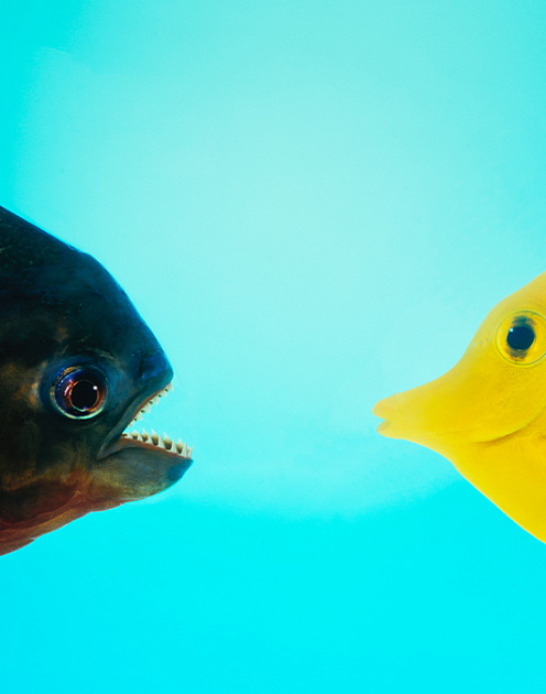 Почему руководители не умеют критиковать