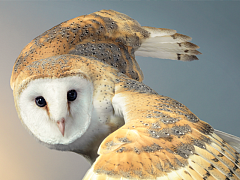 Шесть принципов здравого суждения