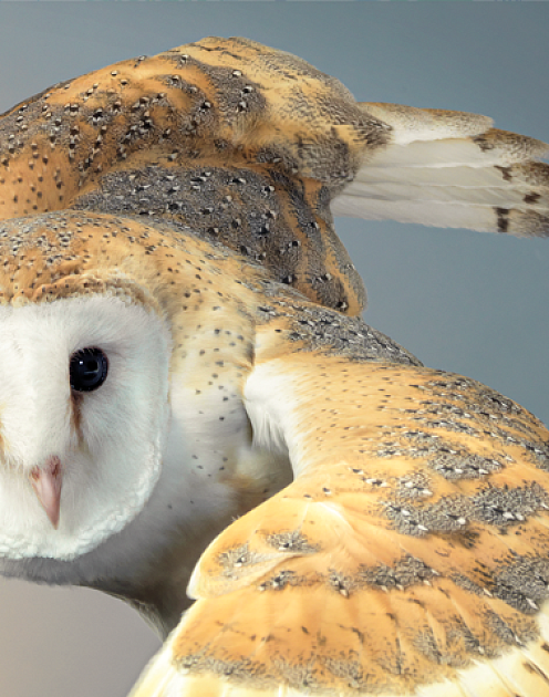 Шесть принципов здравого суждения