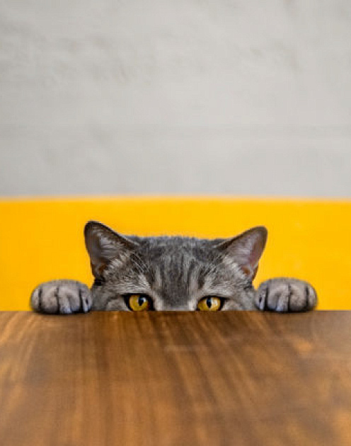 Навязчивая история: как перестать зацикливаться на своих ошибках