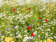 Интернет-платформы — новая модель самоорганизации людей